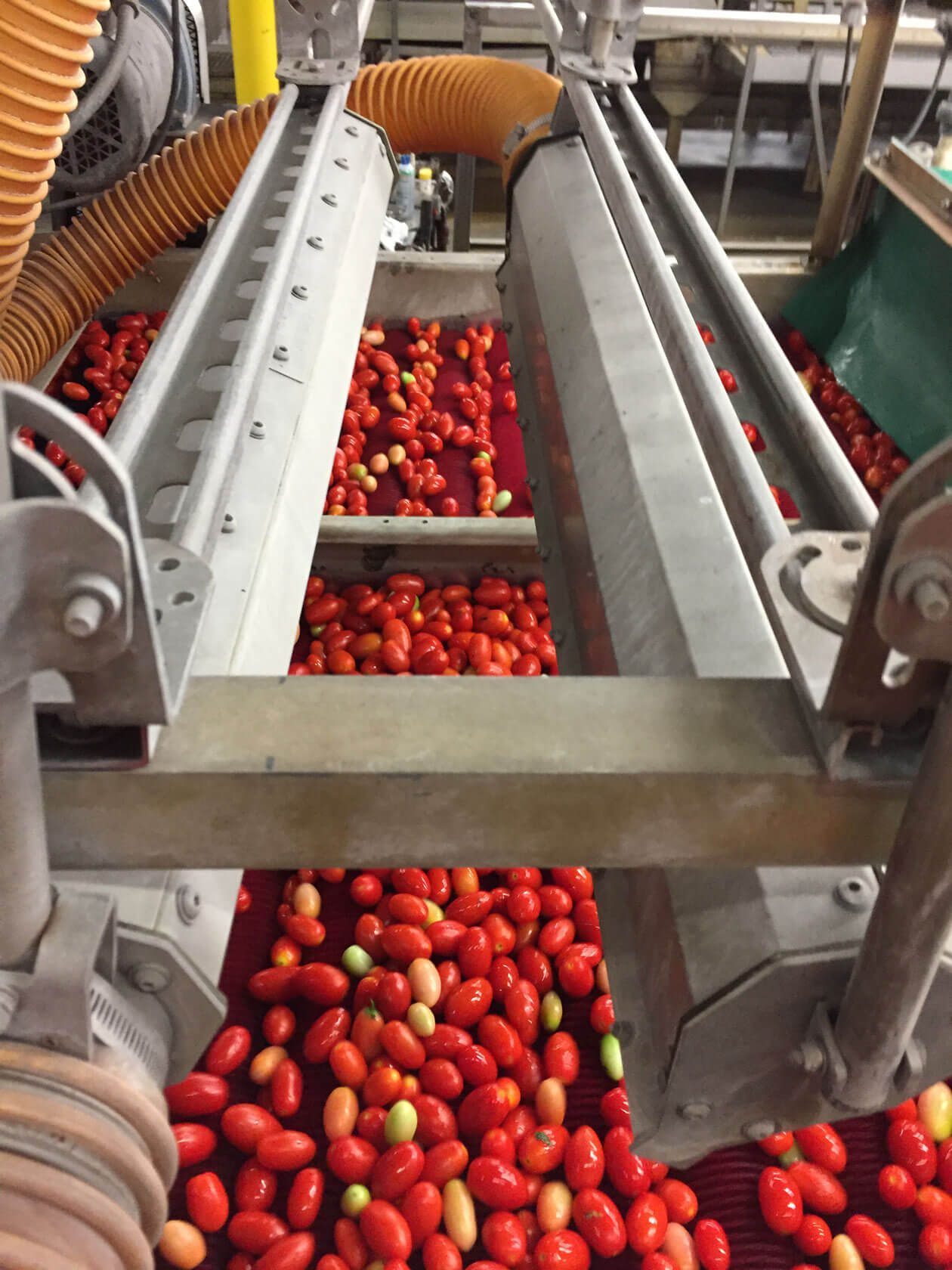 Maxum_ApplicationInstances_Vegetable (1)